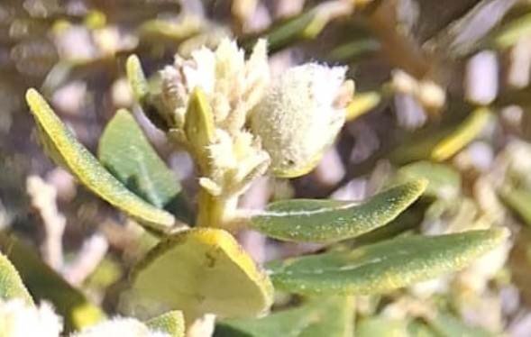 Phylica buxifolia leaves up close
